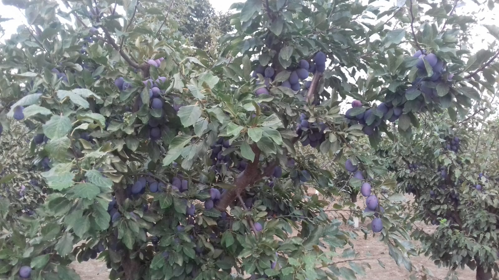 Wholesale stanley plums for sale