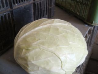 I will sell white cabbage for industry, large quantities.