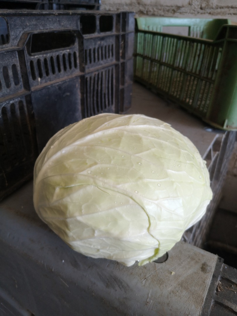 I will sell white cabbage for industry, large quantities