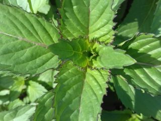 dried peppermint