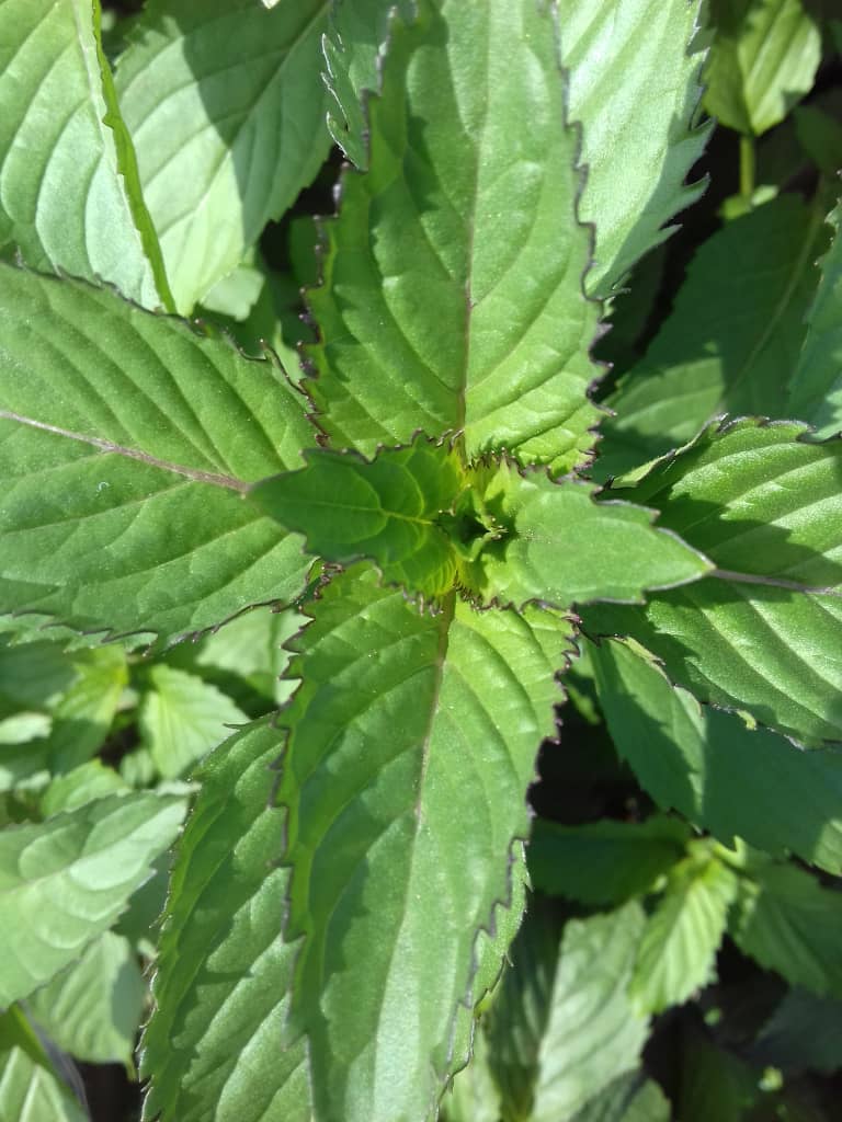 dried peppermint