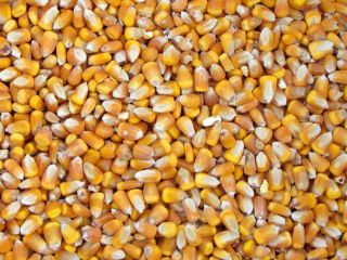 I will buy wet corn (30% humidity) from the