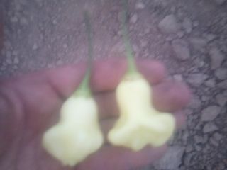 Hello, I am selling hot peppers from my own