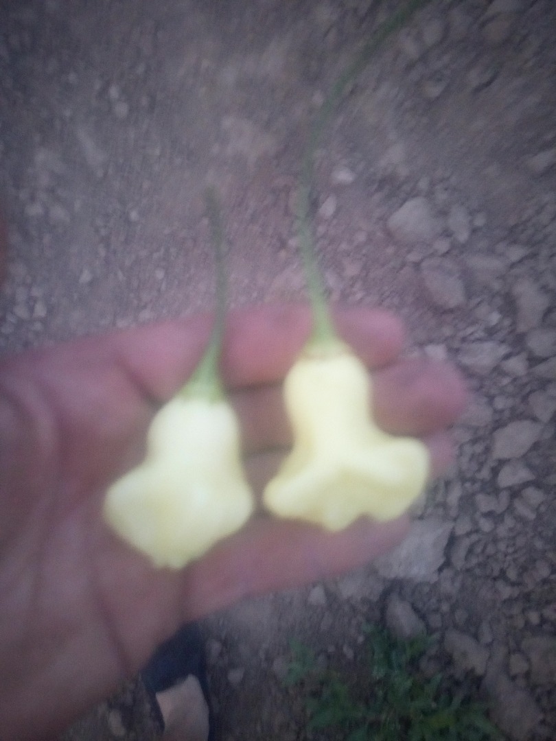 Hello, I am selling hot peppers from my own farm, a lot of varieties to the hottest in the world