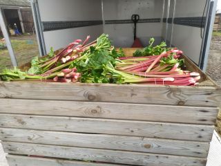 I offer Rhubarb the leader and raspberry varieties, the