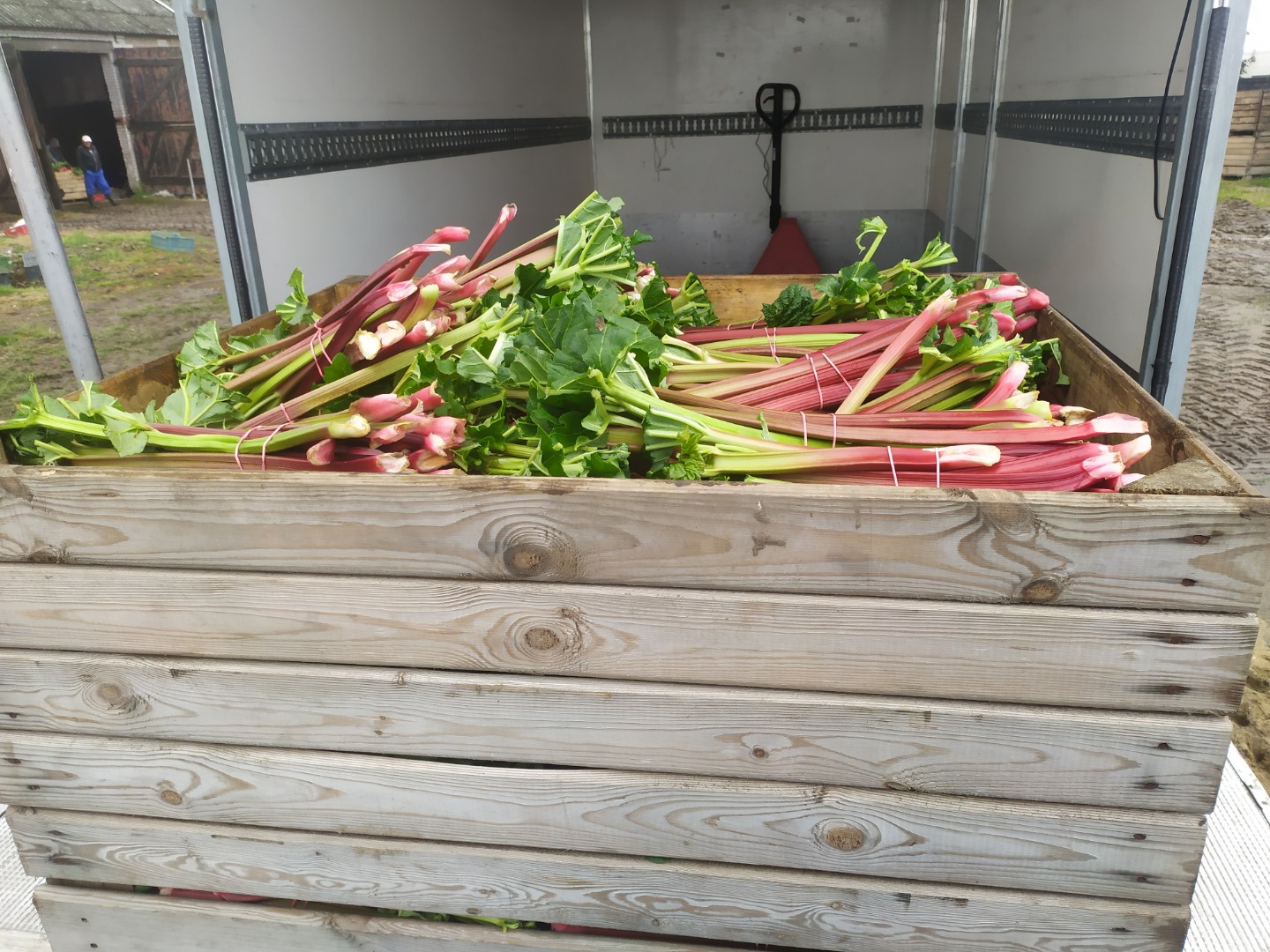 I offer Rhubarb the leader and raspberry varieties, the possibility of permanent cooperation