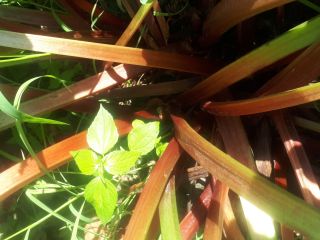 I will sell about 60 tons of mixed rhubarb