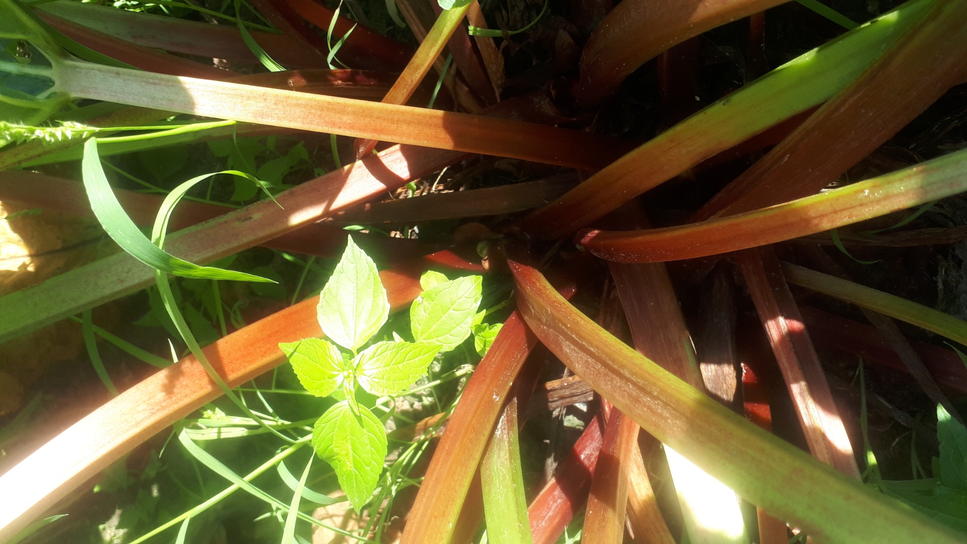 I will sell about 60 tons of mixed rhubarb in Greater Poland Voivodeship, powiat