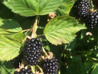 Fresh blackberries from our own culture of great quality