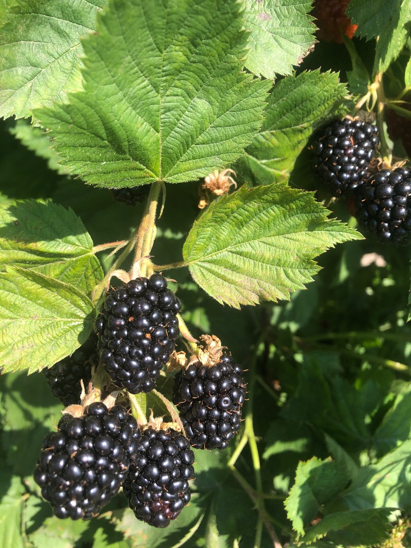 Fresh blackberries from our own culture of great quality in casseroles of any type the customer wants, organic and large and medium caliber