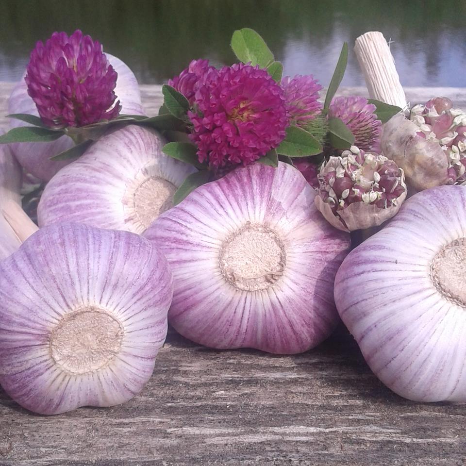 Serves dried garlic 3.50 € / kg