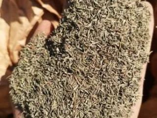 Organic thyme, cleaned, cut.