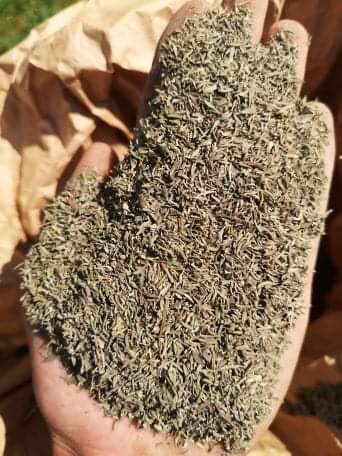 Organic thyme, cleaned, cut