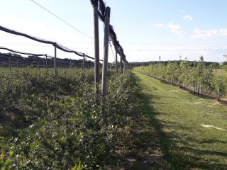 Hello we grow organic Aronia hand harvested. Price depends