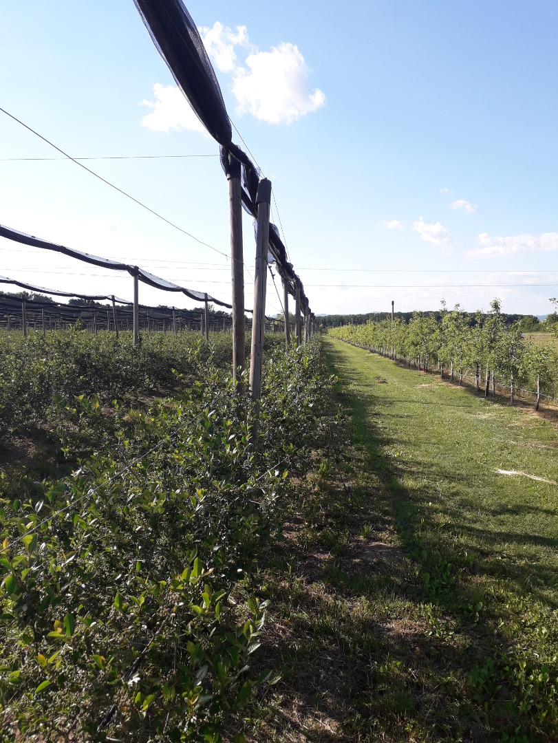 Hello we grow organic Aronia hand harvested