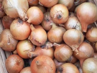 I will sell Sturon bulbs, beautifully dried, large caliber