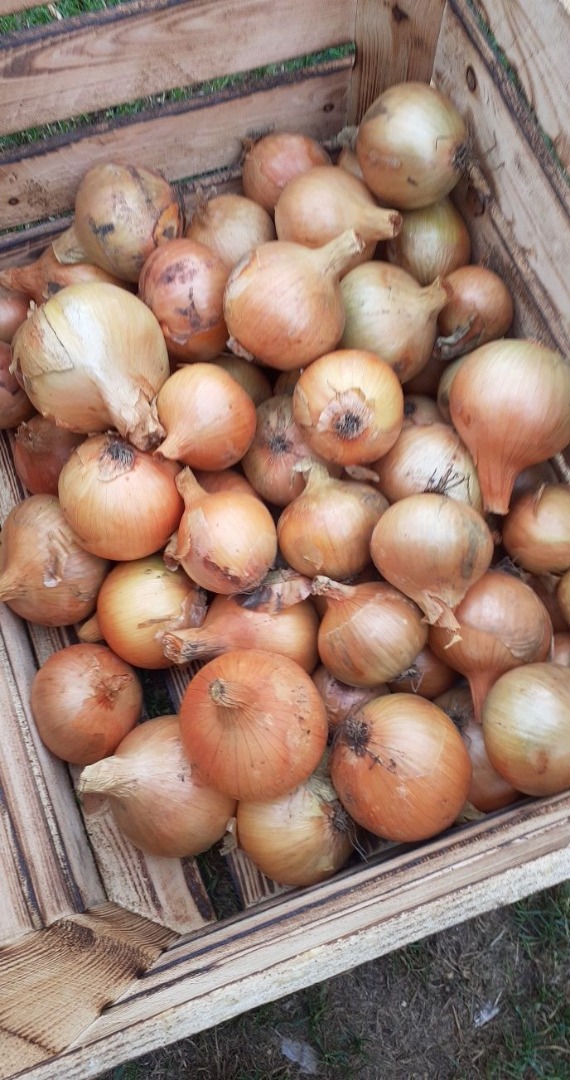 I will sell Sturon bulbs, beautifully dried, large caliber ..