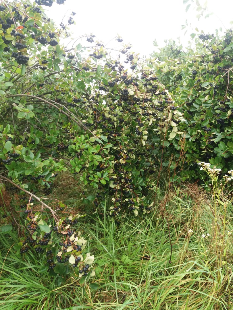 manual harvesting