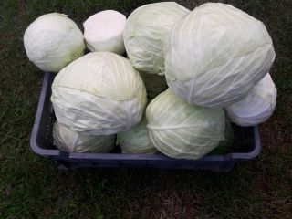 I will sell white cabbage in wholesale and retail
