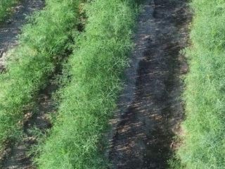Hello. I will sell freshly torn dill in bundles.