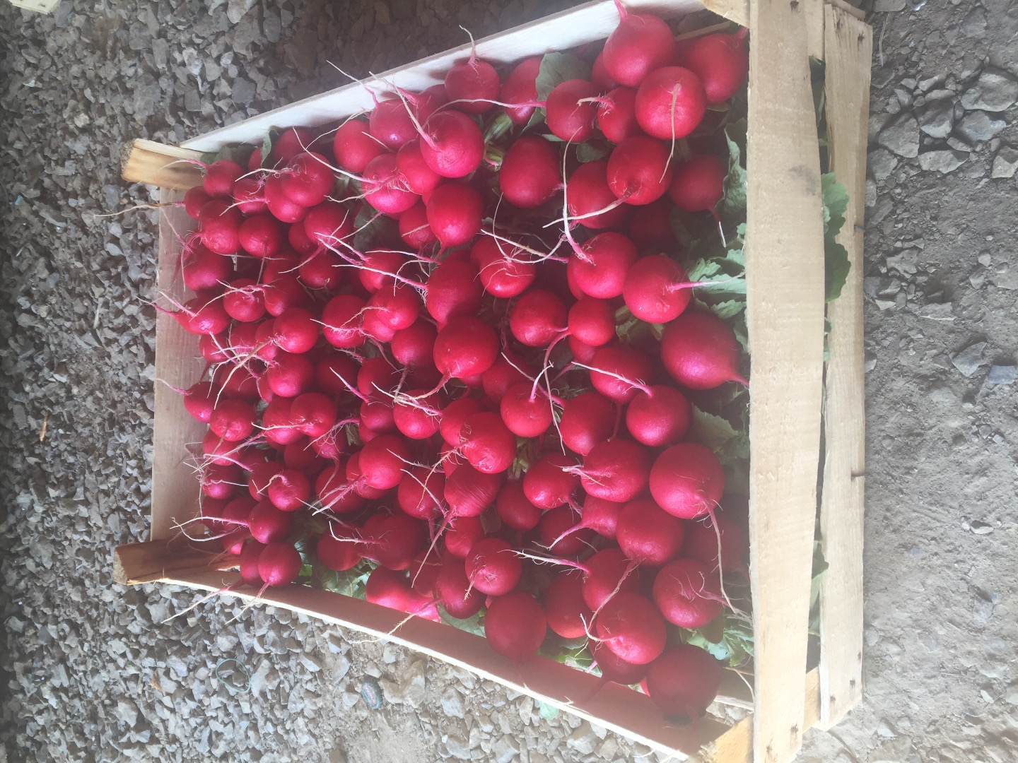 Hello, I am selling radishes in bunches