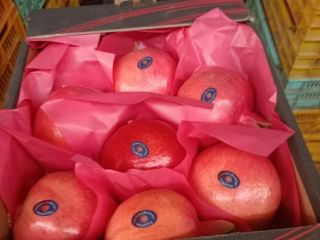 I will sell a pomegranate from Egypt, a cardboard