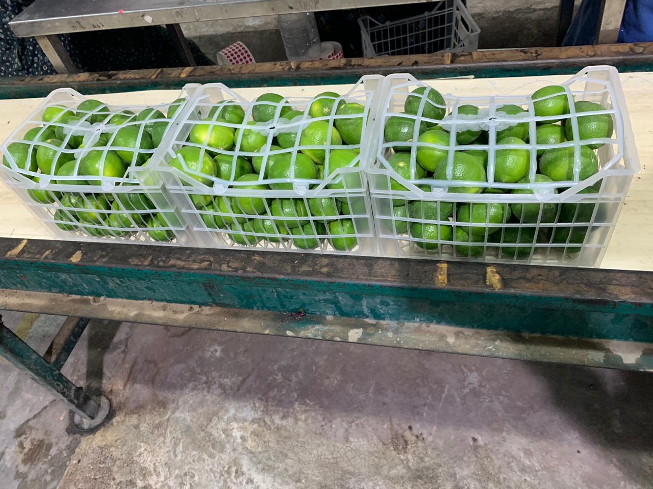 I will sell this year's lemons, manual harvest, collection in Gdańsk or Gdynia, country of origin Egypt, price 1 $ per kilogram