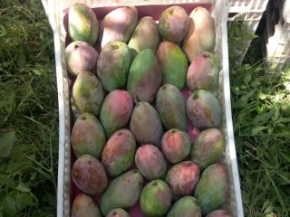 I will sell hand-picked mangoes, very tasty, country of