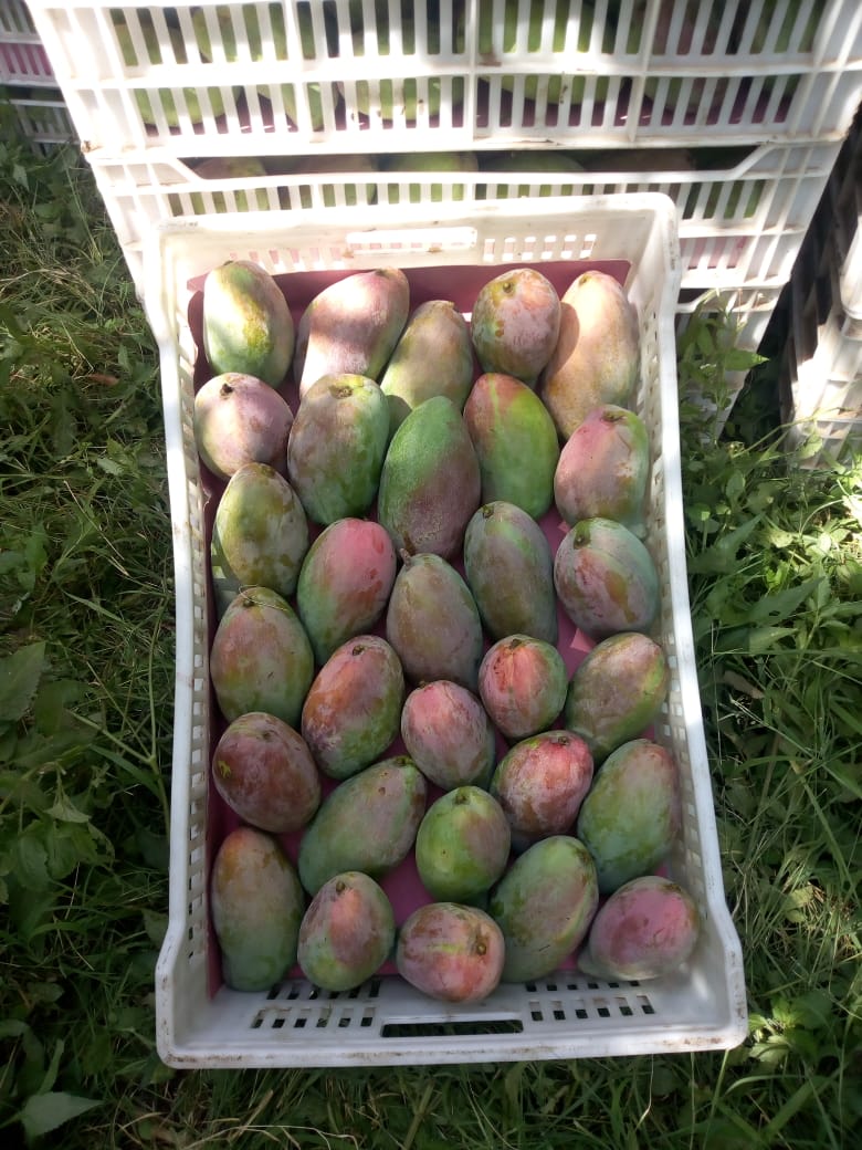 I will sell hand-picked mangoes, very tasty, country of origin Egypt, container for collection in Gdańsk