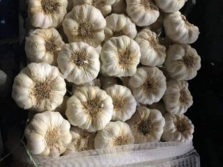 I will sell garlic this year's harvest, country of