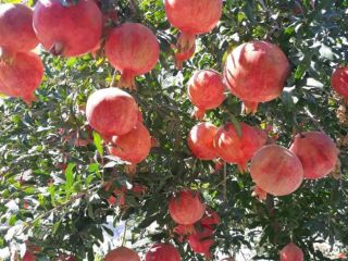 Pomegranate from the sunny land of Uzbekistan .. !!!