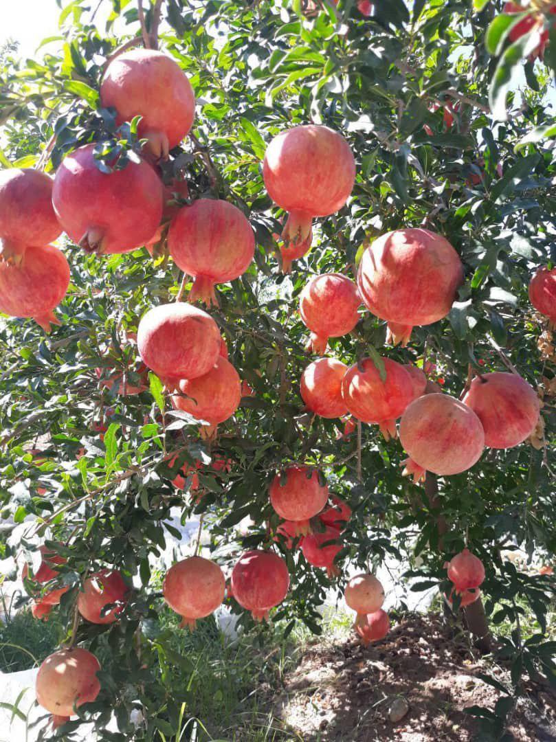 Pomegranate from the sunny land of Uzbekistan .