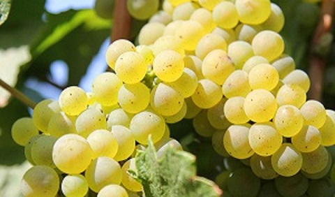 I cultivate the Romanian royal girl and the white Romanian girl in Buzau county, Dealul Mare vineyard, Merei commune