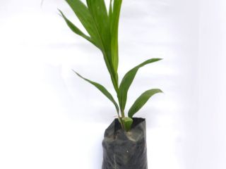 High Yielding Hybrid Tenera Oil Palm Seedlings