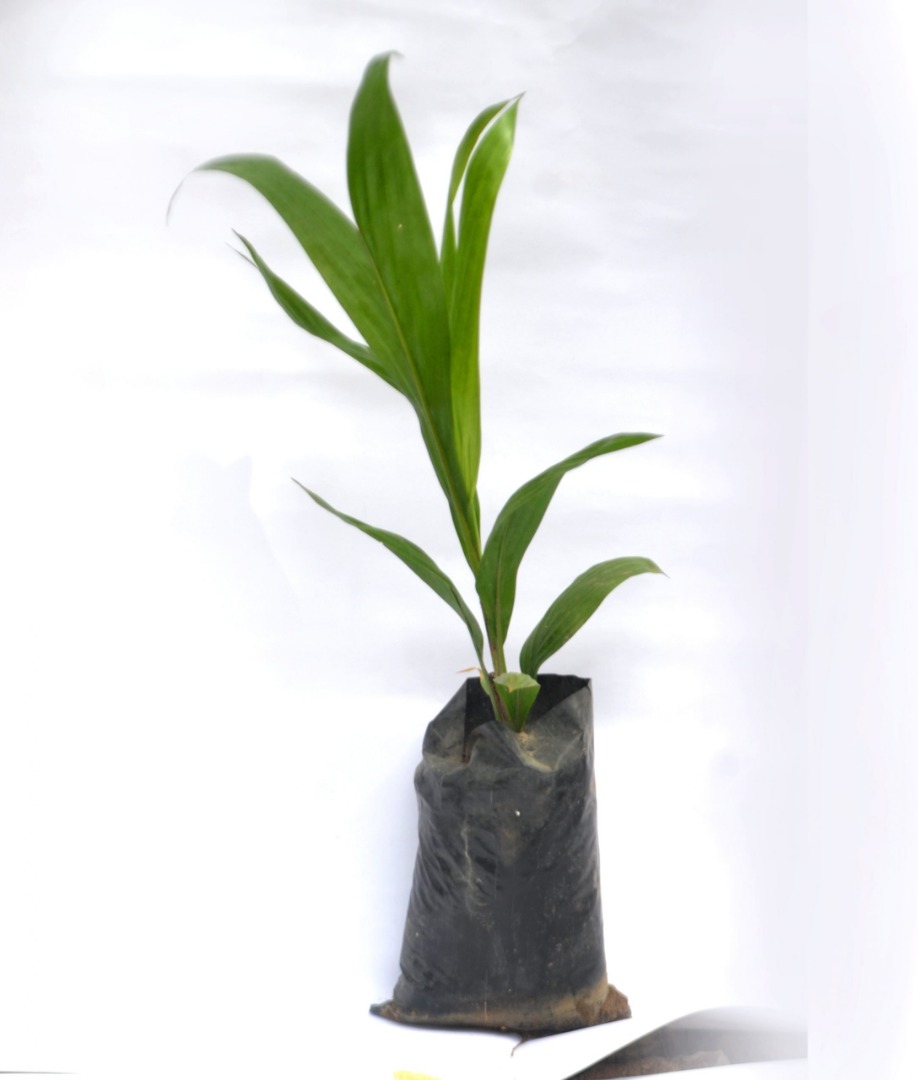 High Yielding Hybrid Tenera Oil Palm Seedlings