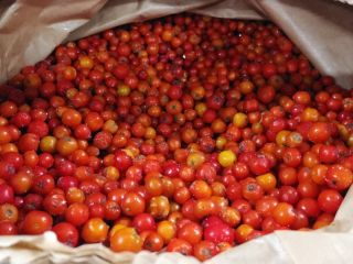 ecological chokeberry