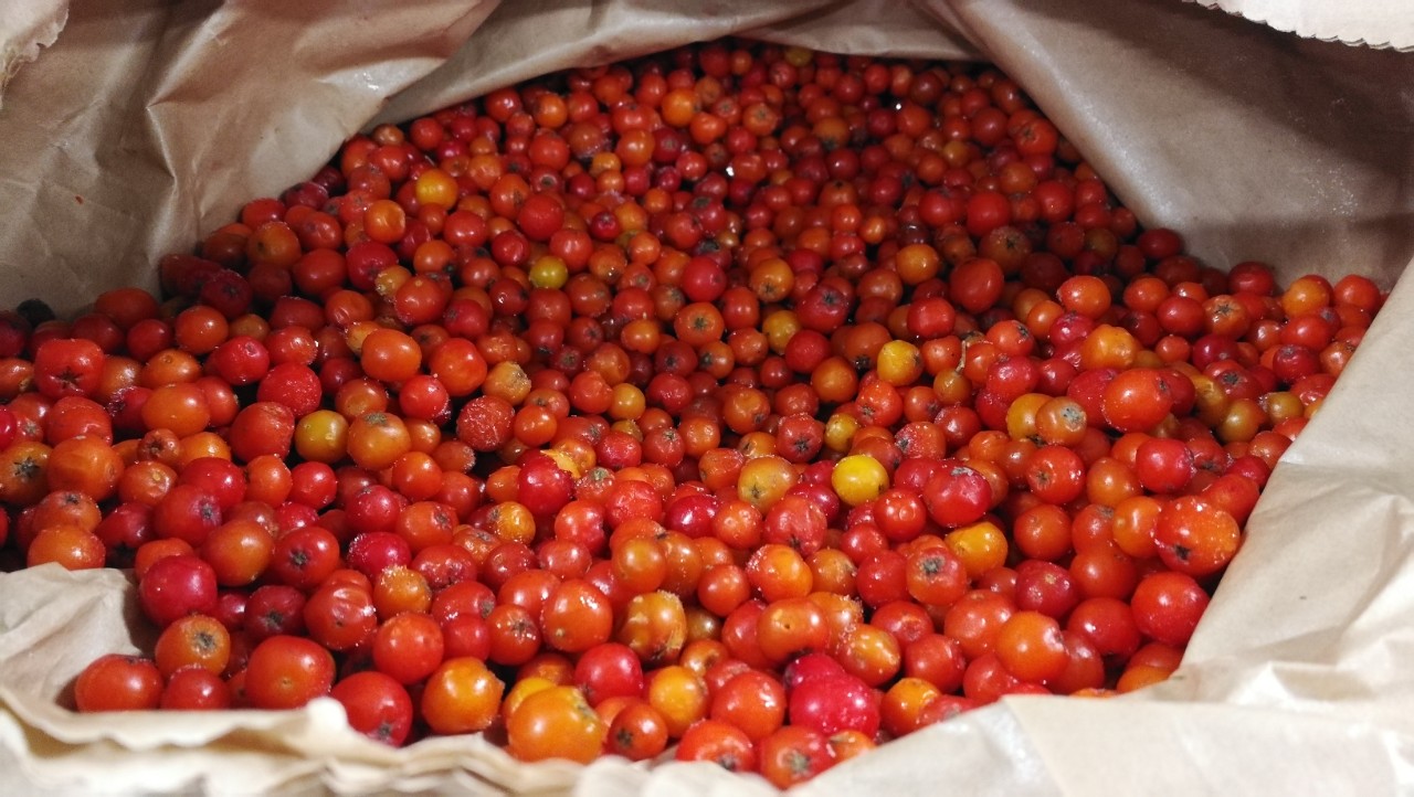 ecological chokeberry