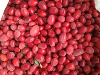 Dogwood, edible frozen