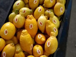 Alshams company for general import & export #fresh_lemon ●