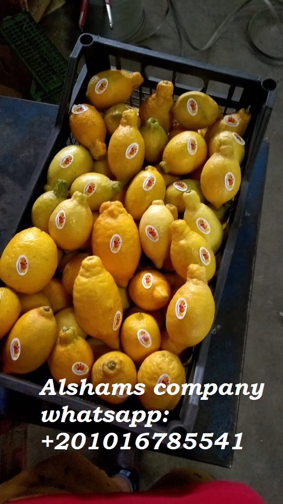Alshams company for general import & export #fresh_lemon ● we can Delivery your request for any country ● Grade A ● for Orders please send your message on