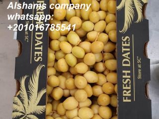 Alshams company for general import &export in EGYPT #Fresh_dates
