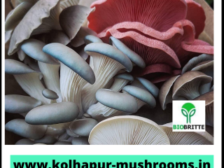 Oyster mushrooms, the common name for the species Pleurotus
