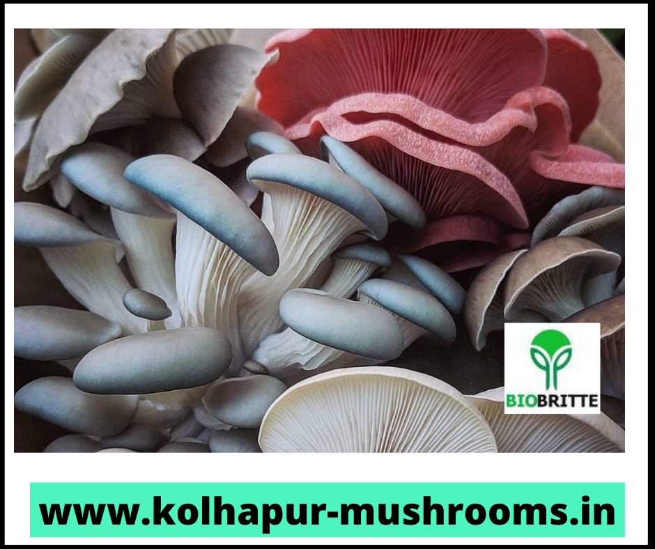 Oyster mushrooms, the common name for the species Pleurotus ostreatus, are one of the most common types of cultivated mushrooms in the world