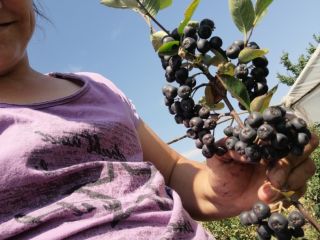 Aronia for sale