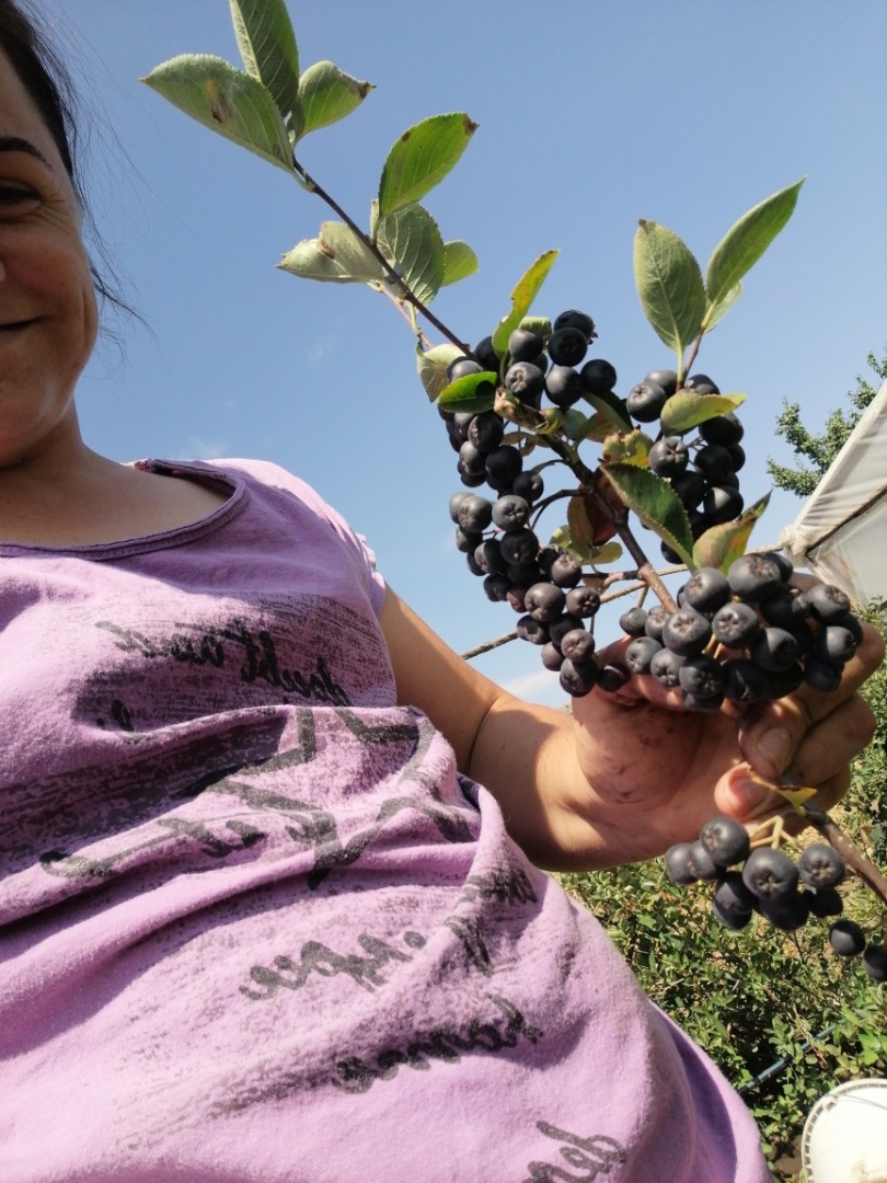 Aronia for sale