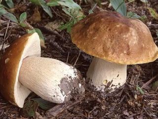 Our company offers you fresh and dried boletus mushrooms