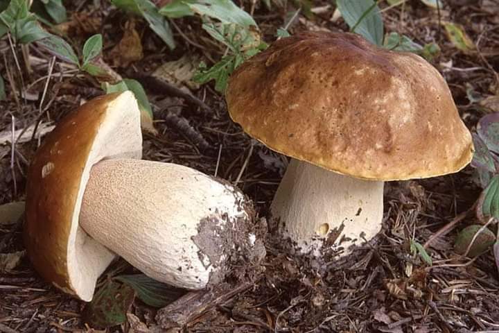 Our company offers you fresh and dried boletus mushrooms in a big quantity with a self transport or we can make the transport also for wherever in Europe but
