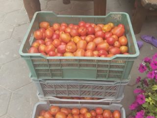 A field tomato picked daily about 200 kg a