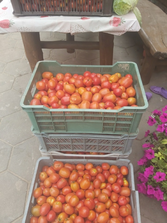 A field tomato picked daily about 200 kg a day