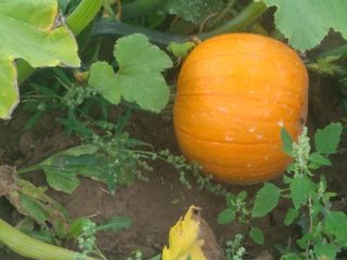I will sell a pumpkin, a spitfire variety weighing